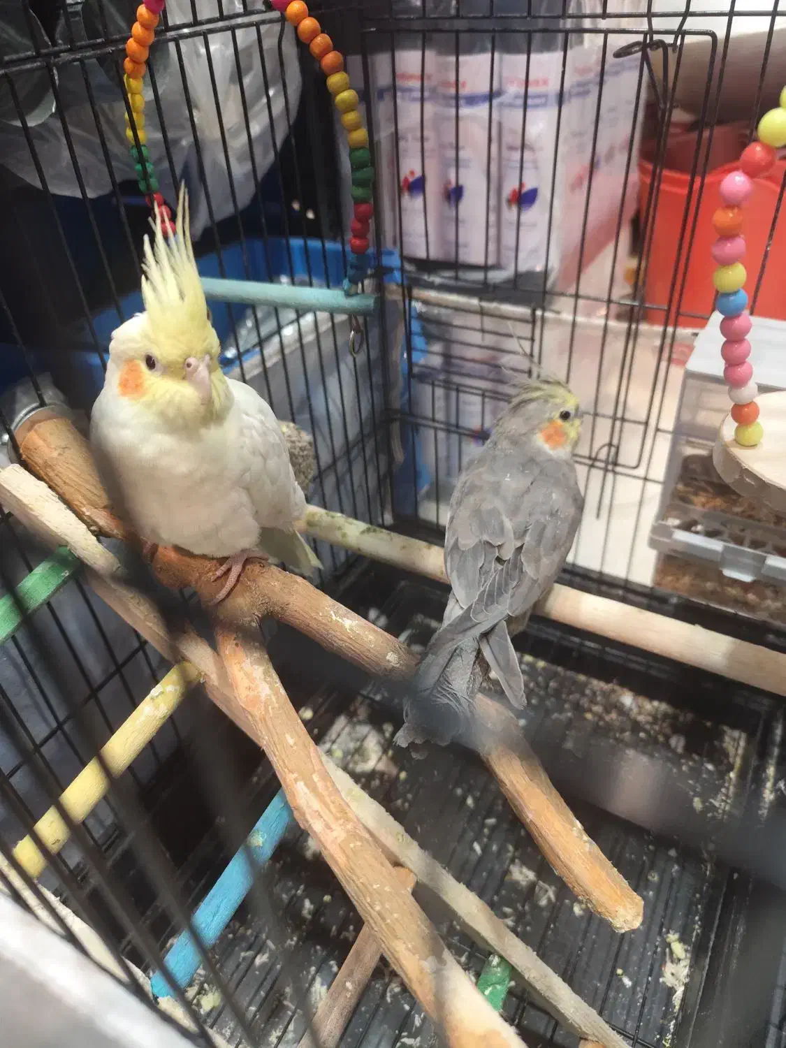 عروس هلندی جفت نر و ماده 7ماهه|پرنده|کرج, برغان|دیوار