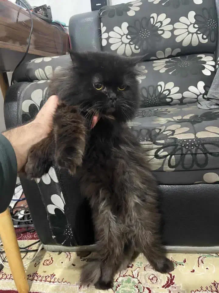 گربه|گربه|سمنان, |دیوار