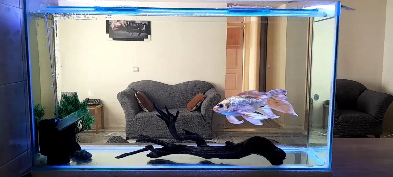 اکواریوم با ماهی و تجهیزات کامل|ماهی|پاکدشت, شهرک امام رضا|دیوار