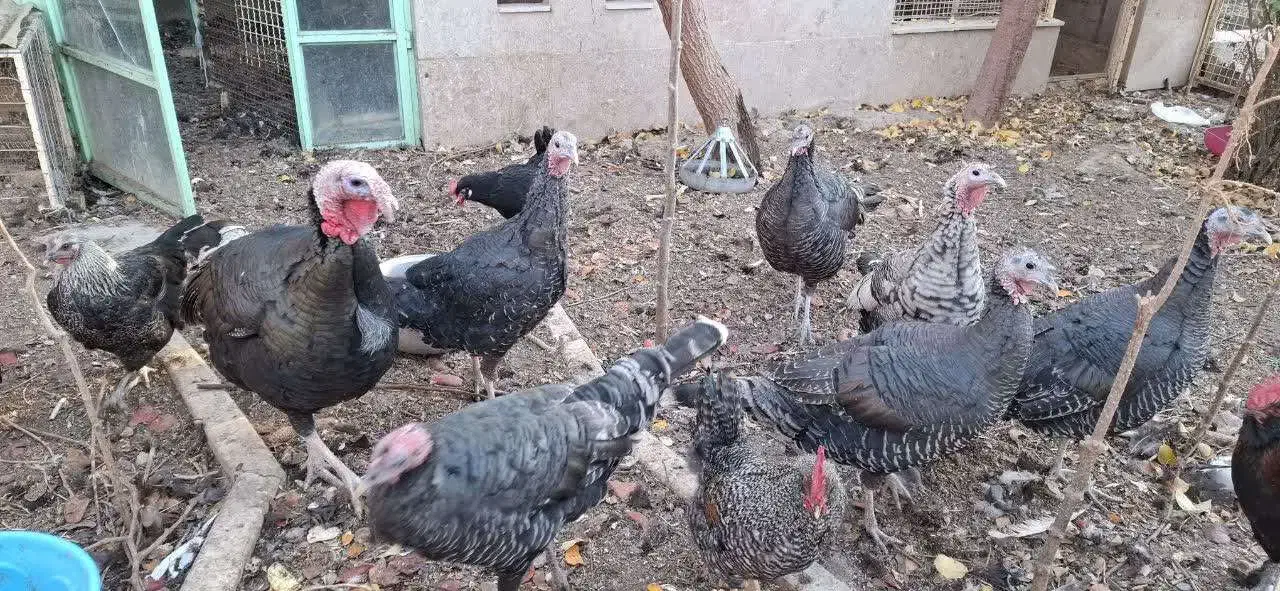 بوقلمون خانگی|حیوانات مزرعه|مشهد, امیرآباد|دیوار