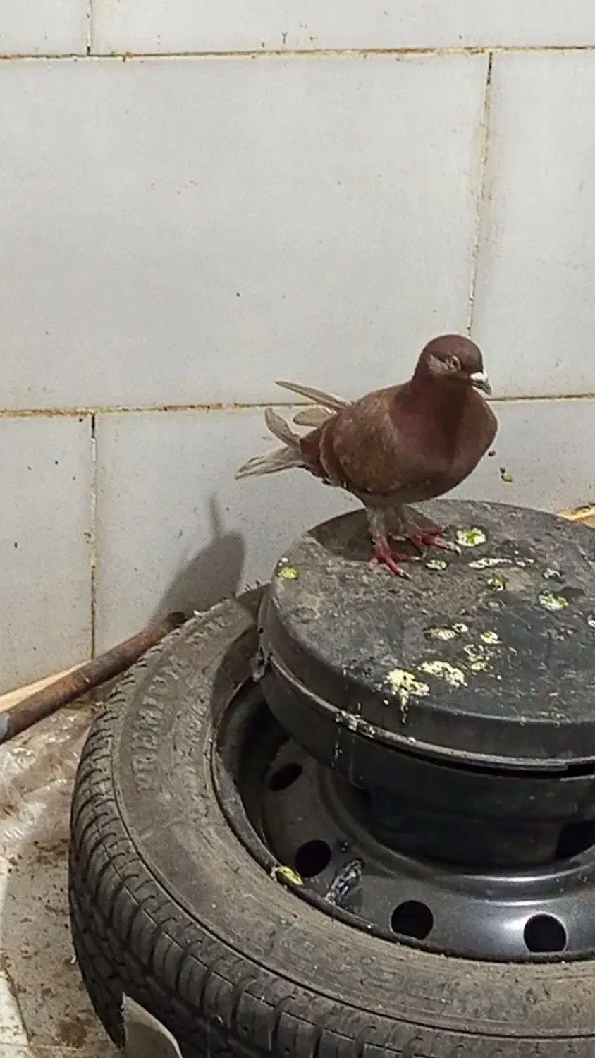 باسلام کفتر به شرط دوری|پرنده|اهواز, شهرک اکباتان|دیوار