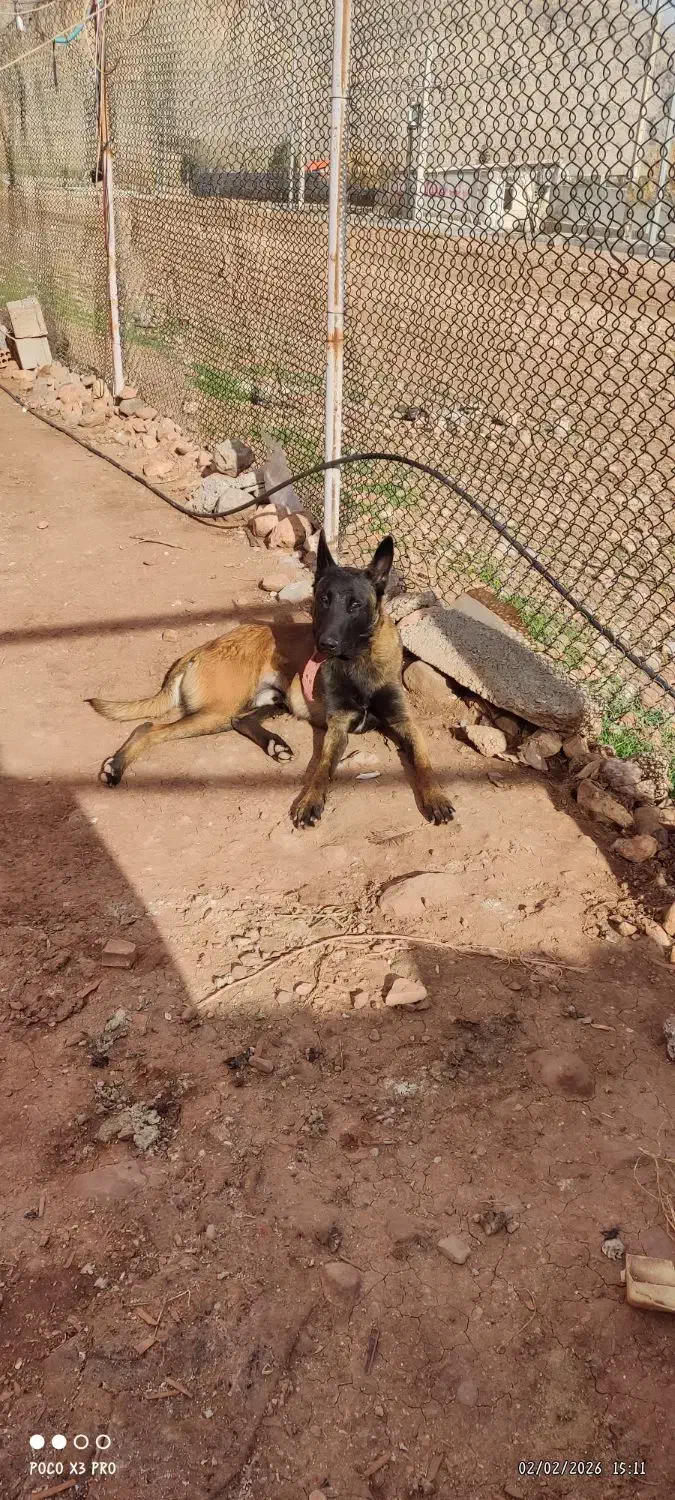 سگ ما لینوز|سگ|خرم‌آباد, |دیوار