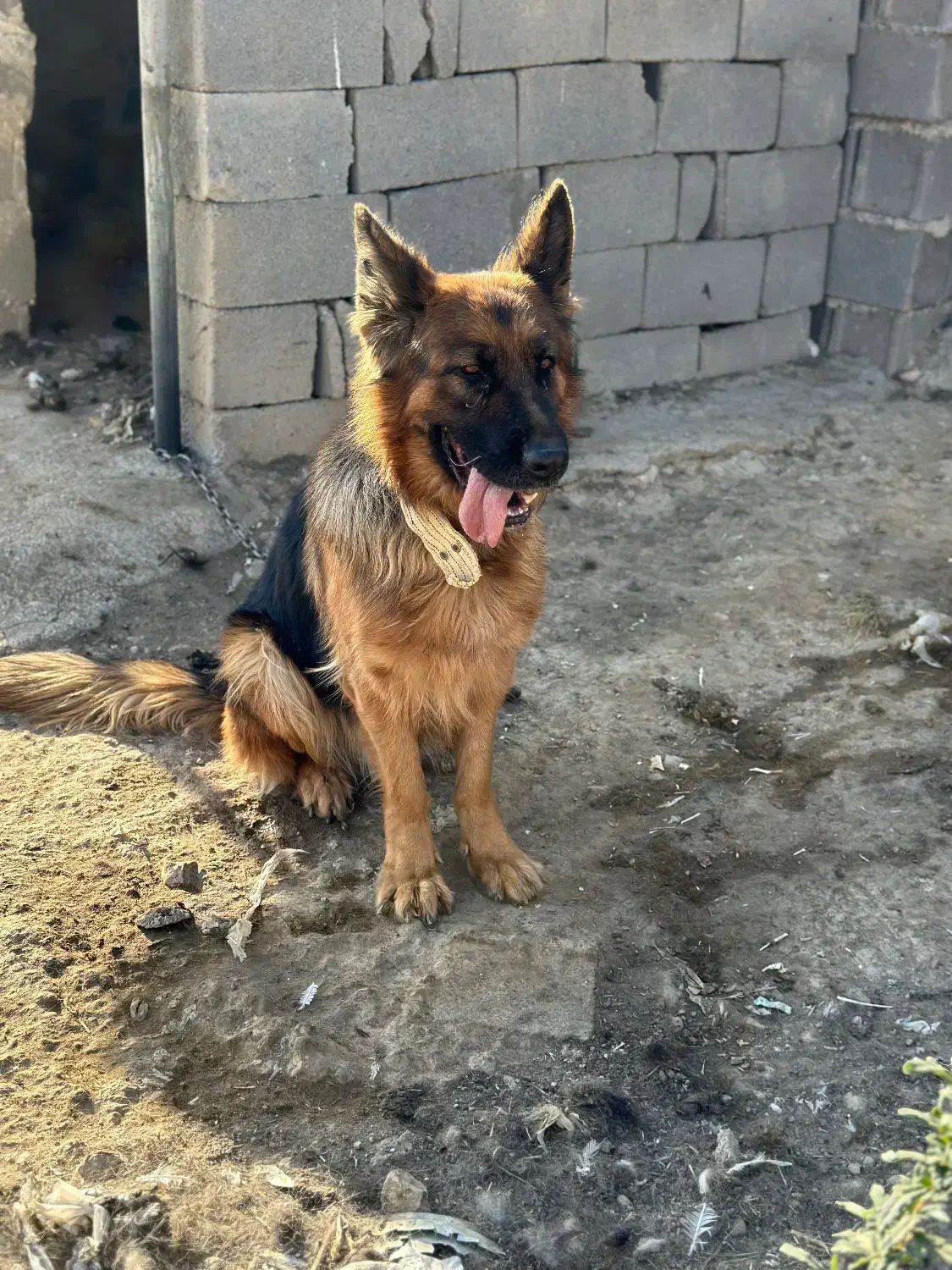 واگذاری|سگ|بیضا, |دیوار