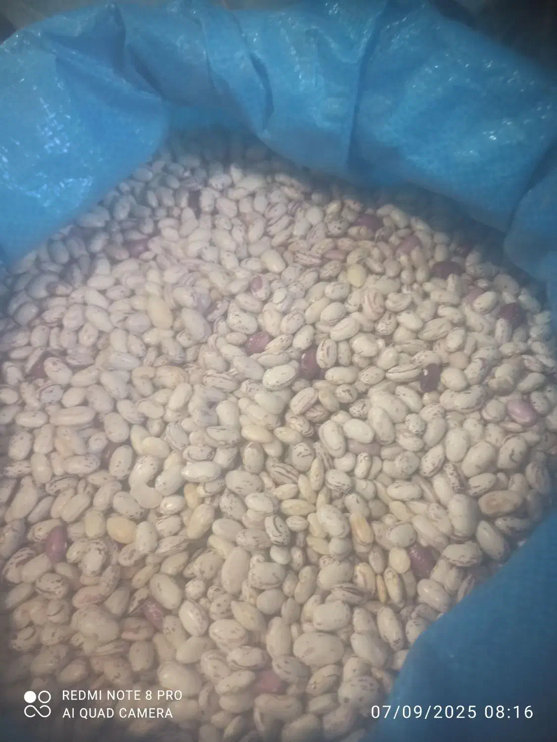 لوبیا چیتی درجه یک برداشت امسال  ۳۸۰|خوردنی و آشامیدنی|رستم, |دیوار