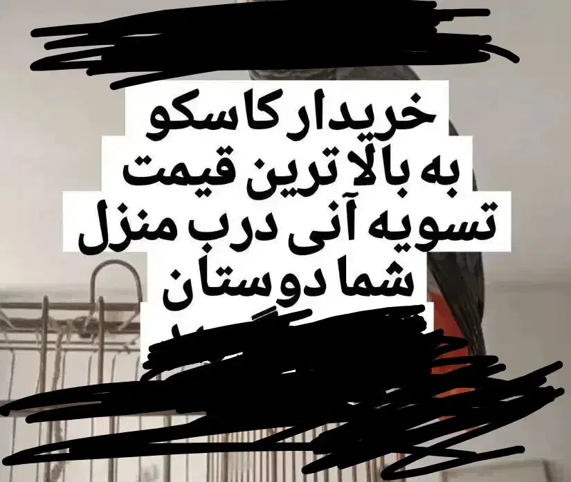 اکلکتوس کاسکو کاکادو راهب|پرنده|قم, سالاریه|دیوار