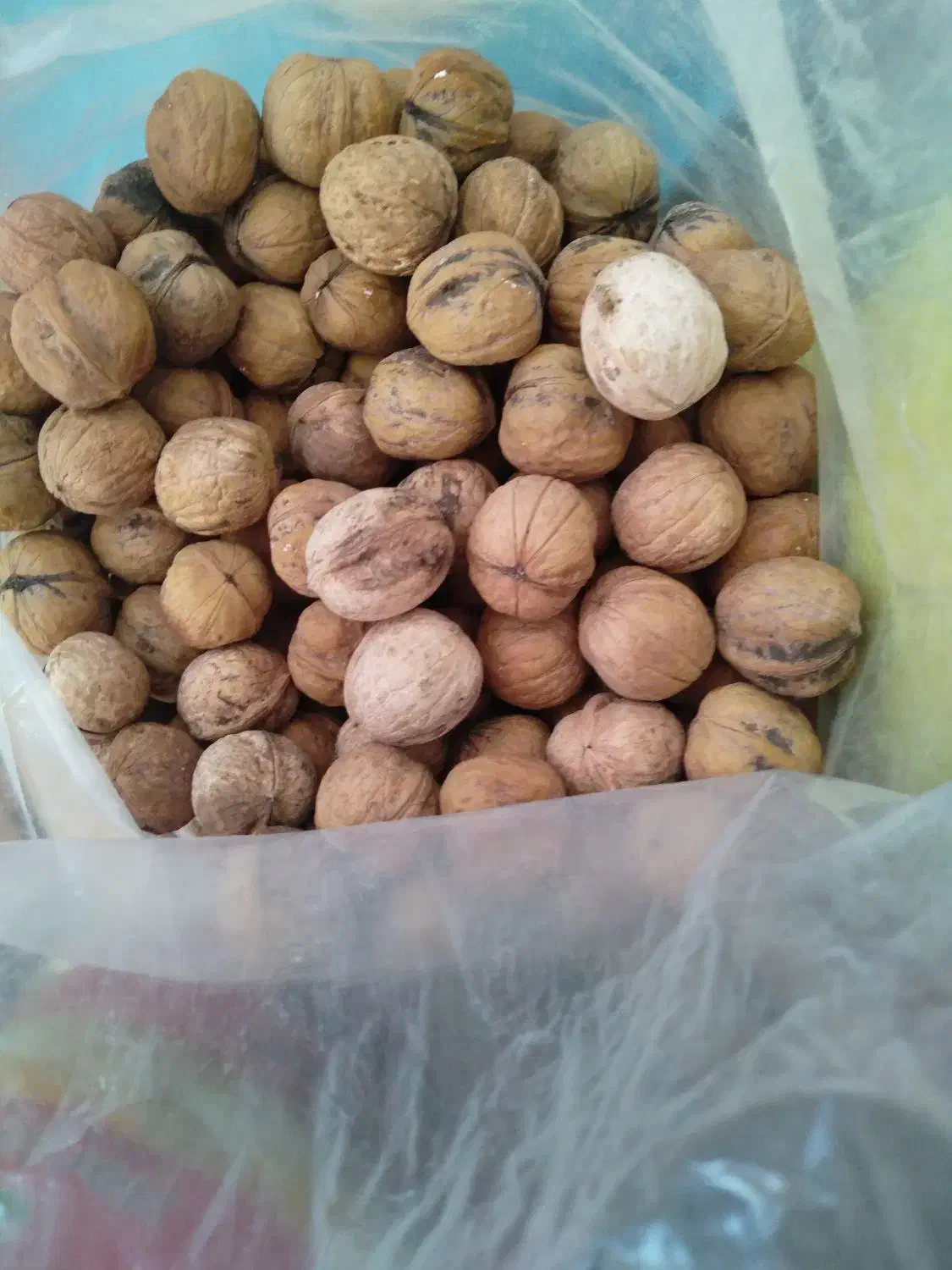 گردو بوانات پوست کاغذی|خوردنی و آشامیدنی|زرقان, |دیوار