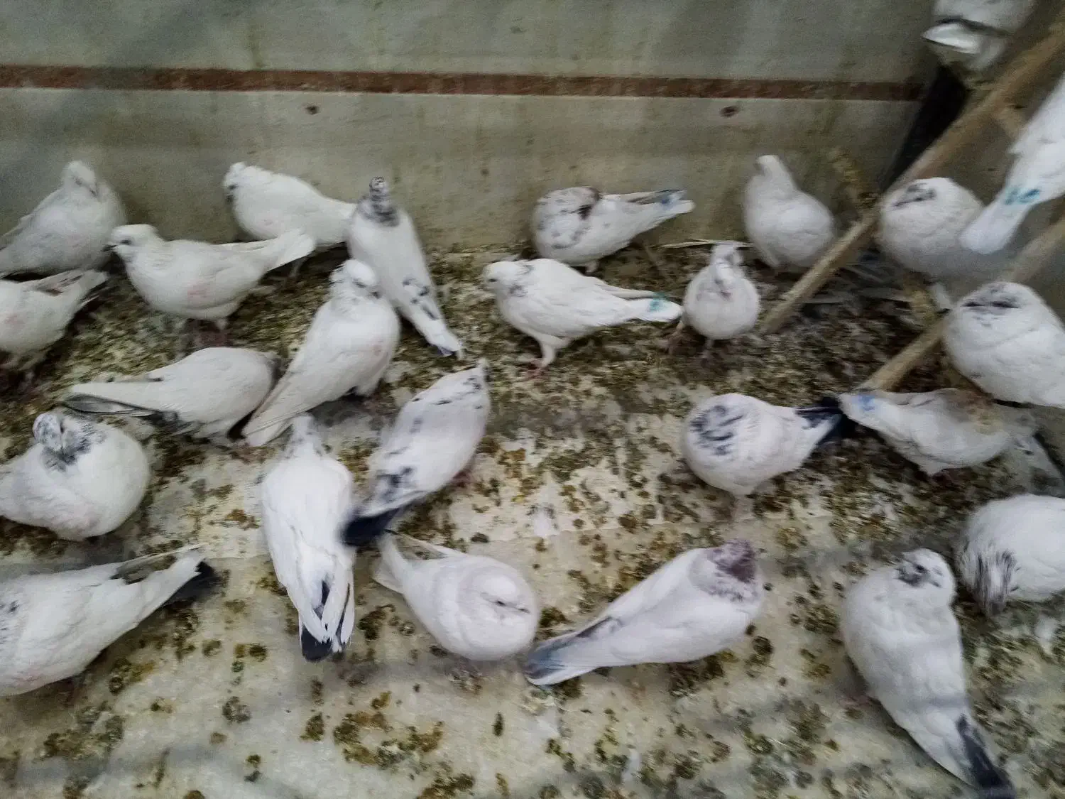 کفترپرشی|پرنده|الیگودرز, |دیوار