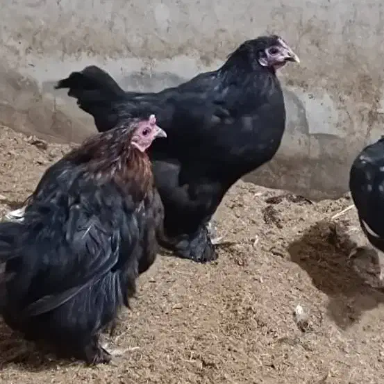 مرغ و خروس گلین|حیوانات مزرعه|خمینی‌شهر, |دیوار