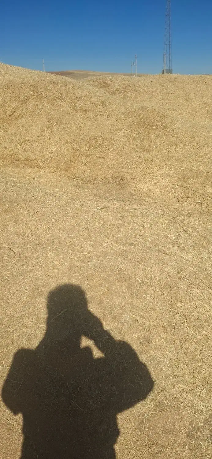 کاه .کاه گندم .در دیواندره|لوازم جانبی حیوانات|سارال, |دیوار