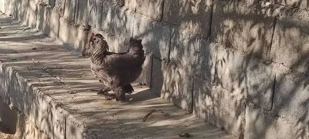 غاز مرغ اردک روسی بوقلمون|حیوانات مزرعه|چیتاب, |دیوار