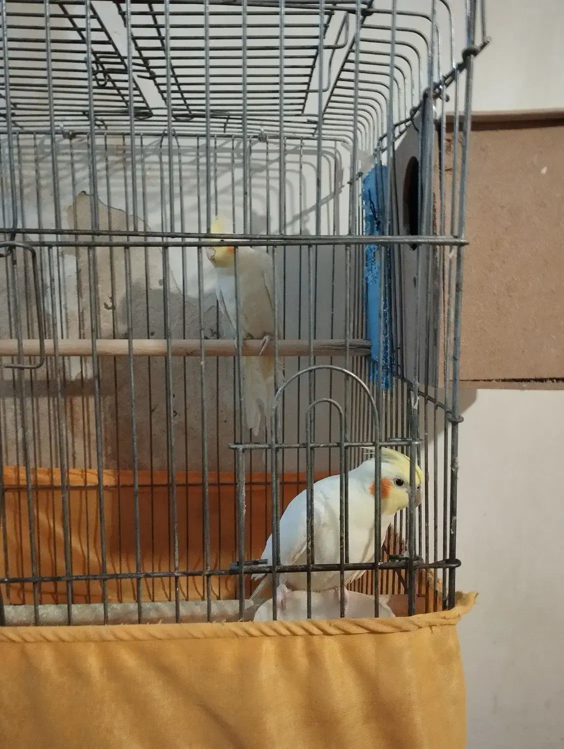 عروس هلندی در همه رنگ|پرنده|ماهدشت, |دیوار