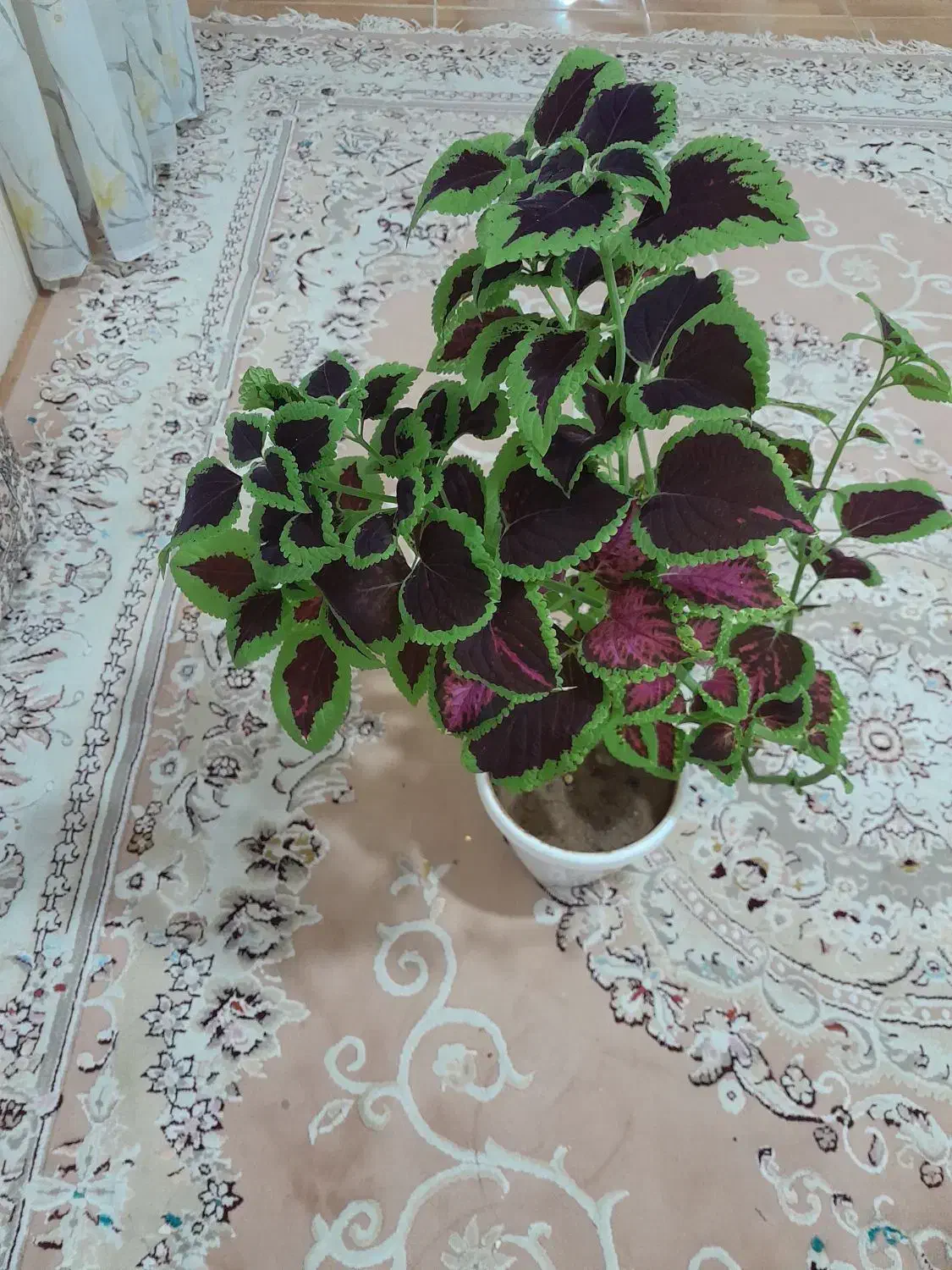 گل زیبا|گل و گیاه طبیعی|بانه, |دیوار