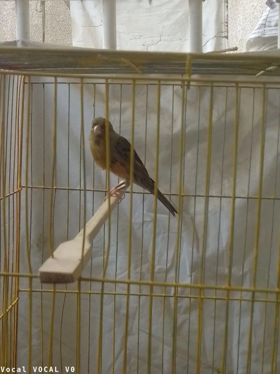 قناری جفت|پرنده|بندرعباس, |دیوار