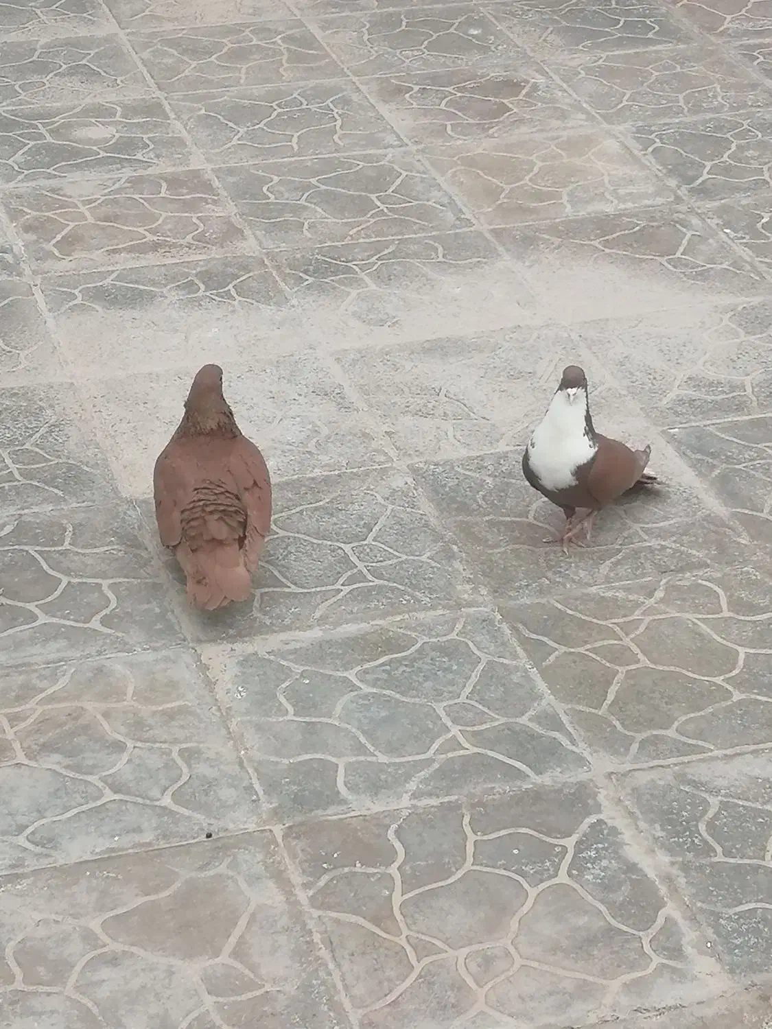 جفت گلی|پرنده|چترود, |دیوار