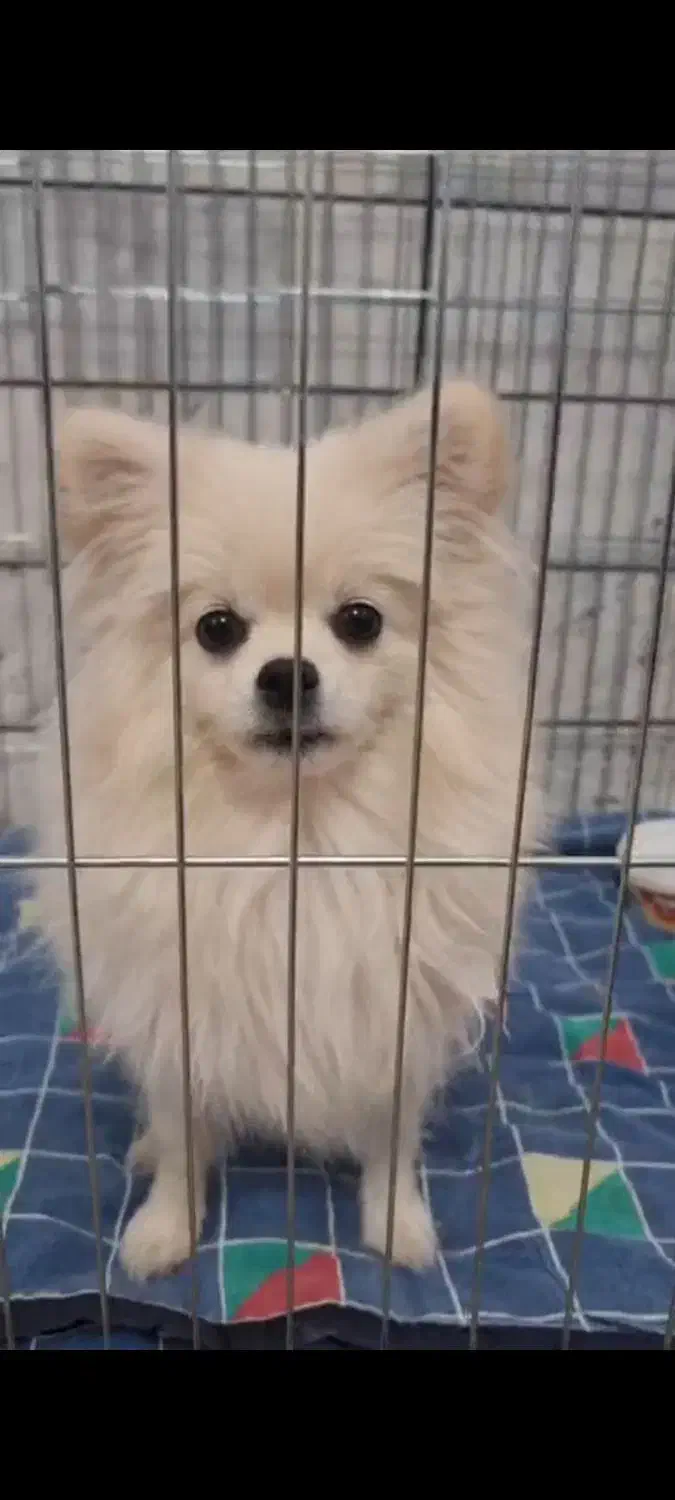 واگذاری سگ پامر|سگ|قائن, |دیوار