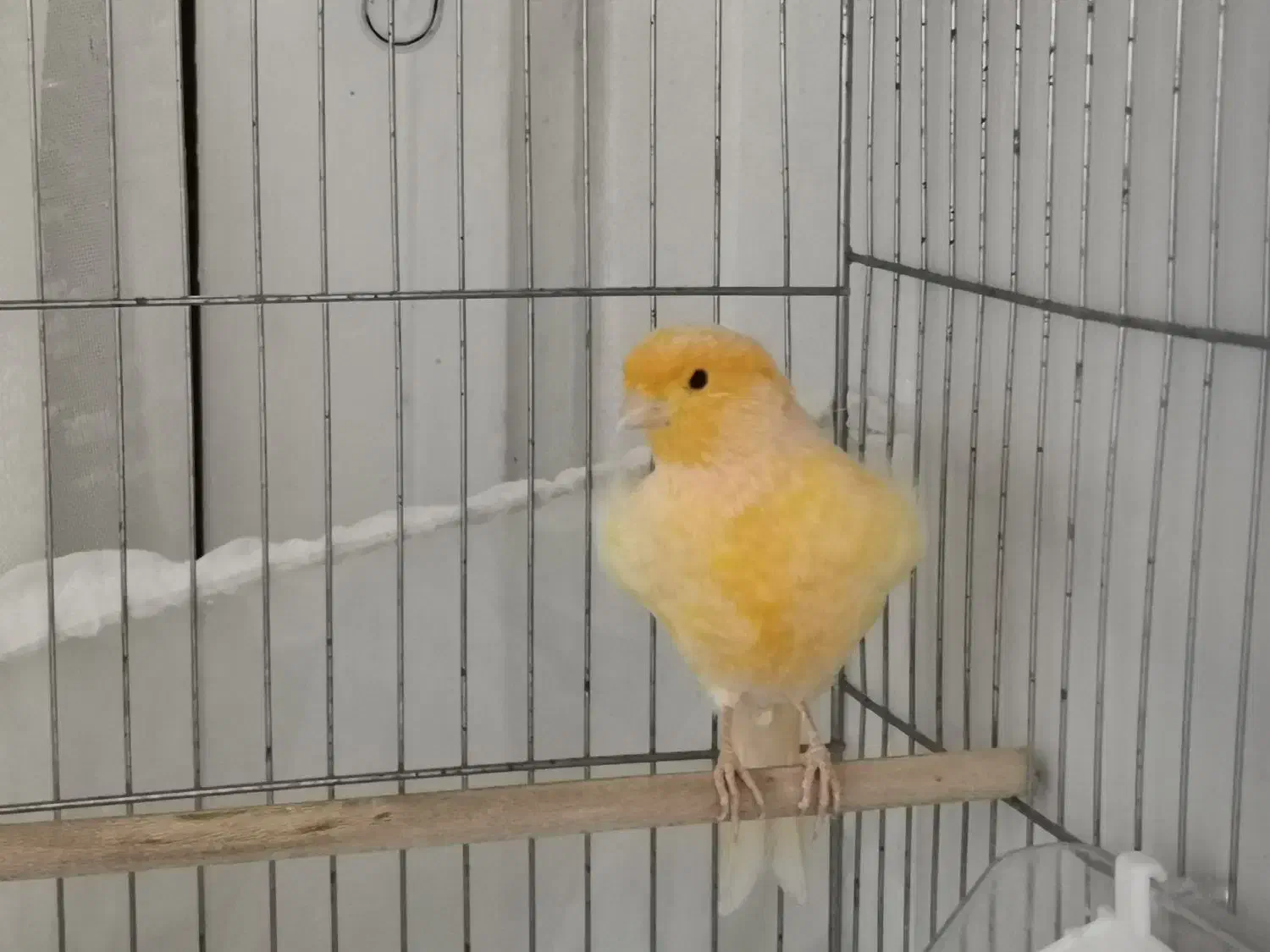 قناری نر ریزه بخون|پرنده|تهران, هفده شهریور|دیوار