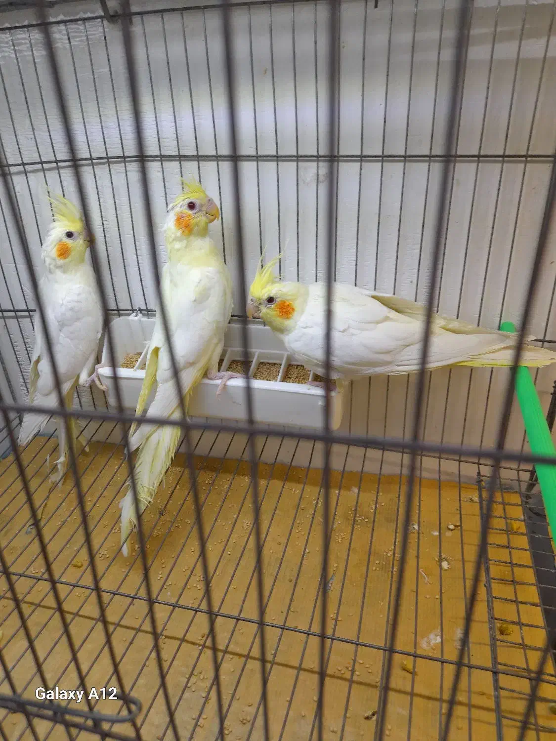 عروس هلندی لوتینو زعفرانی|پرنده|تبریز, |دیوار