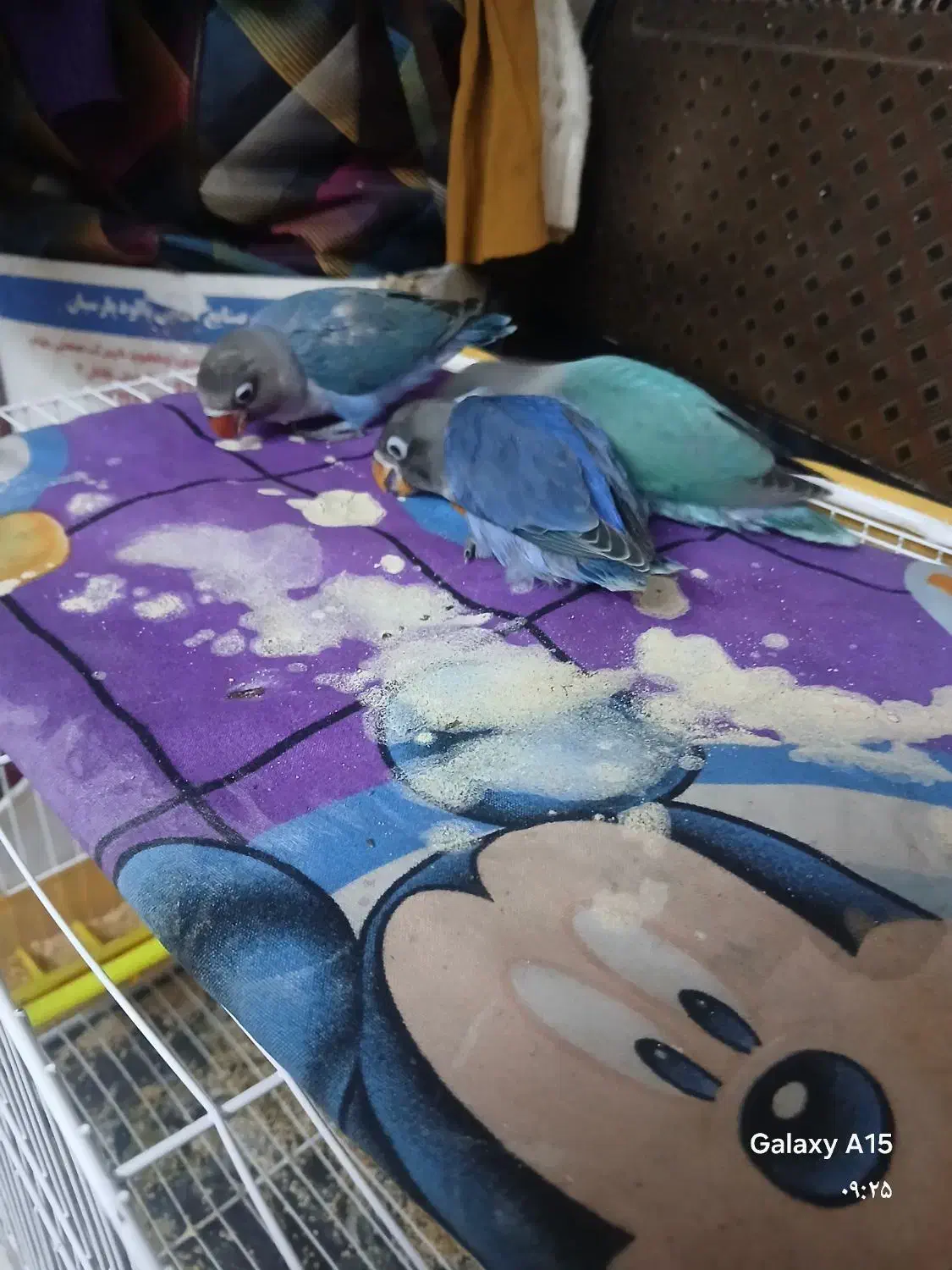 کوتوله دستی سرلاکی|پرنده|مشهد, سعد آباد|دیوار