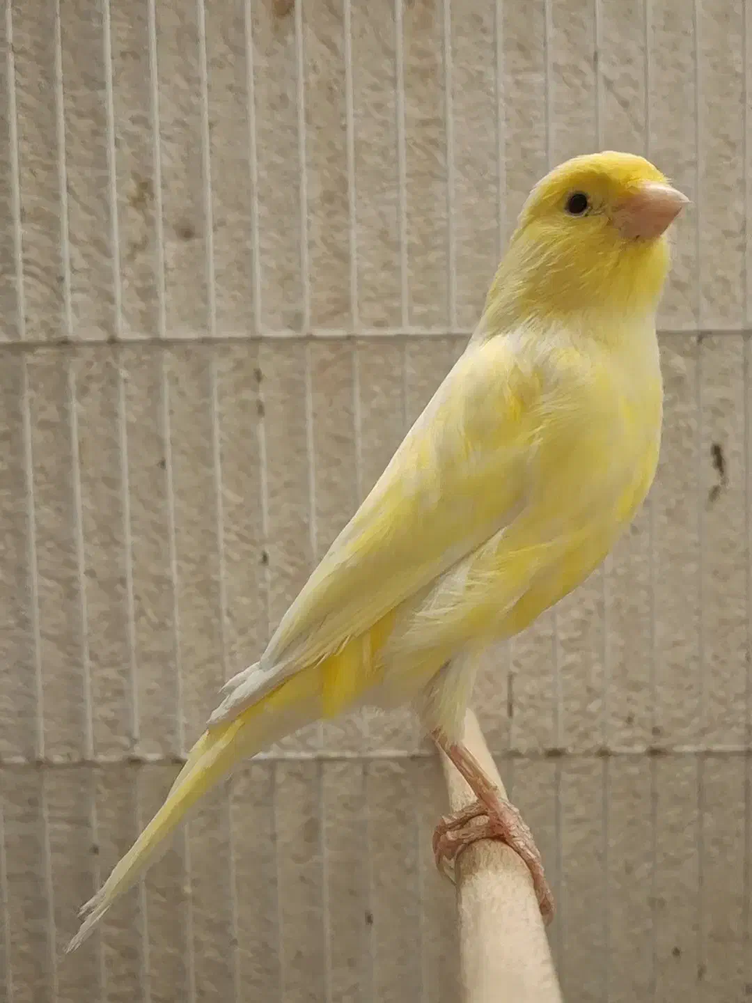 ماده قناری لیمویی جوان|پرنده|شیراز, پودنک|دیوار
