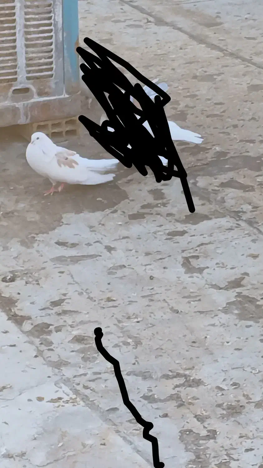 کبوتر|پرنده|کبودرآهنگ, |دیوار