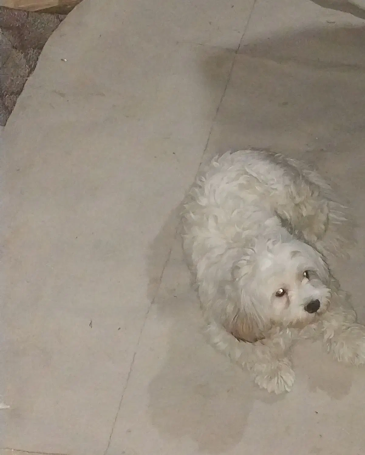 توله شیتزو خالص شناسنامه دار|سگ|خمین, |دیوار