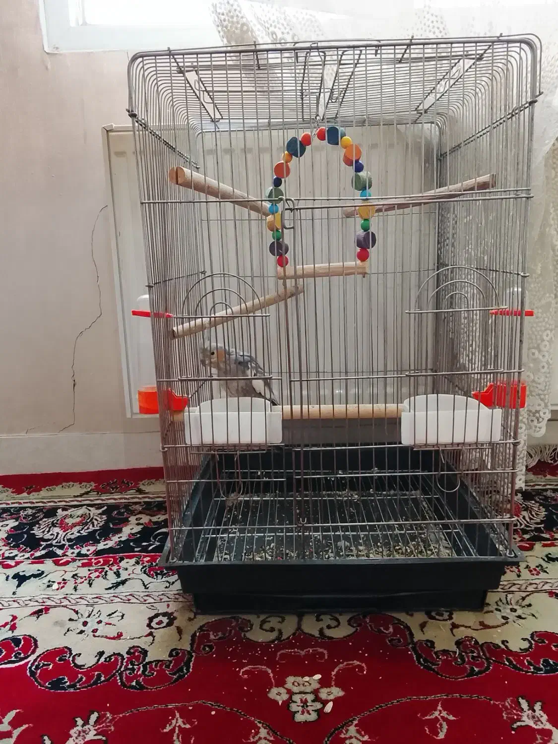 عروس هلندی و قفس بزرگ|پرنده|نسیمشهر, |دیوار