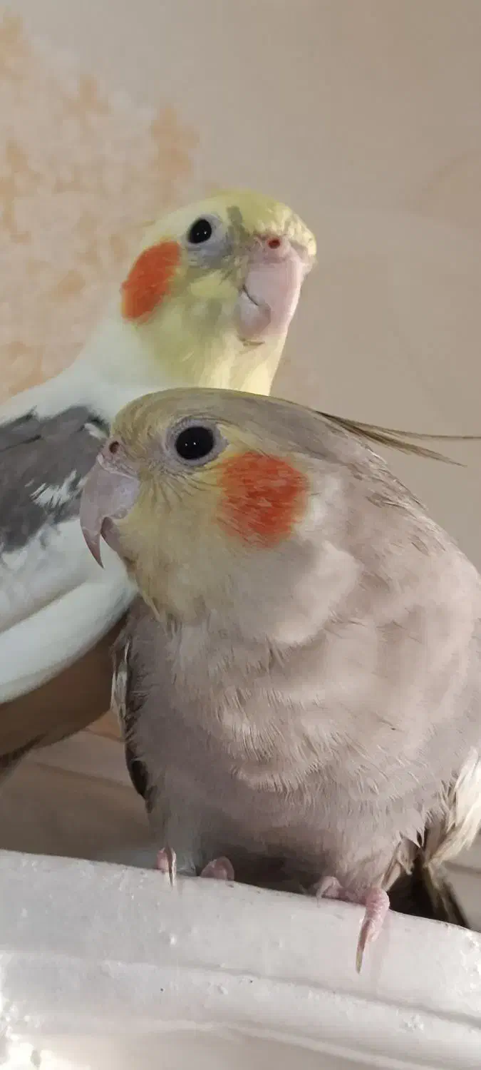 عروس هلندی نر ماده|پرنده|تهران, جیحون|دیوار