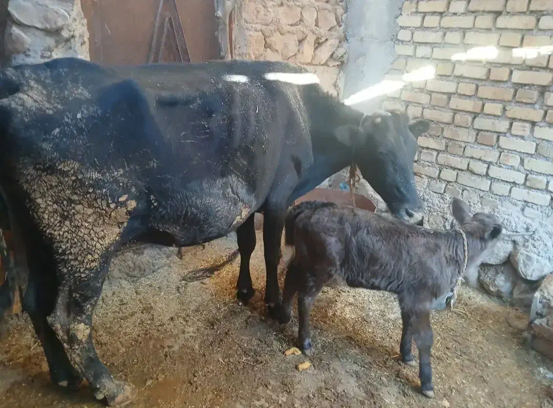 گاو فروشی|حیوانات مزرعه|دره شهر, |دیوار