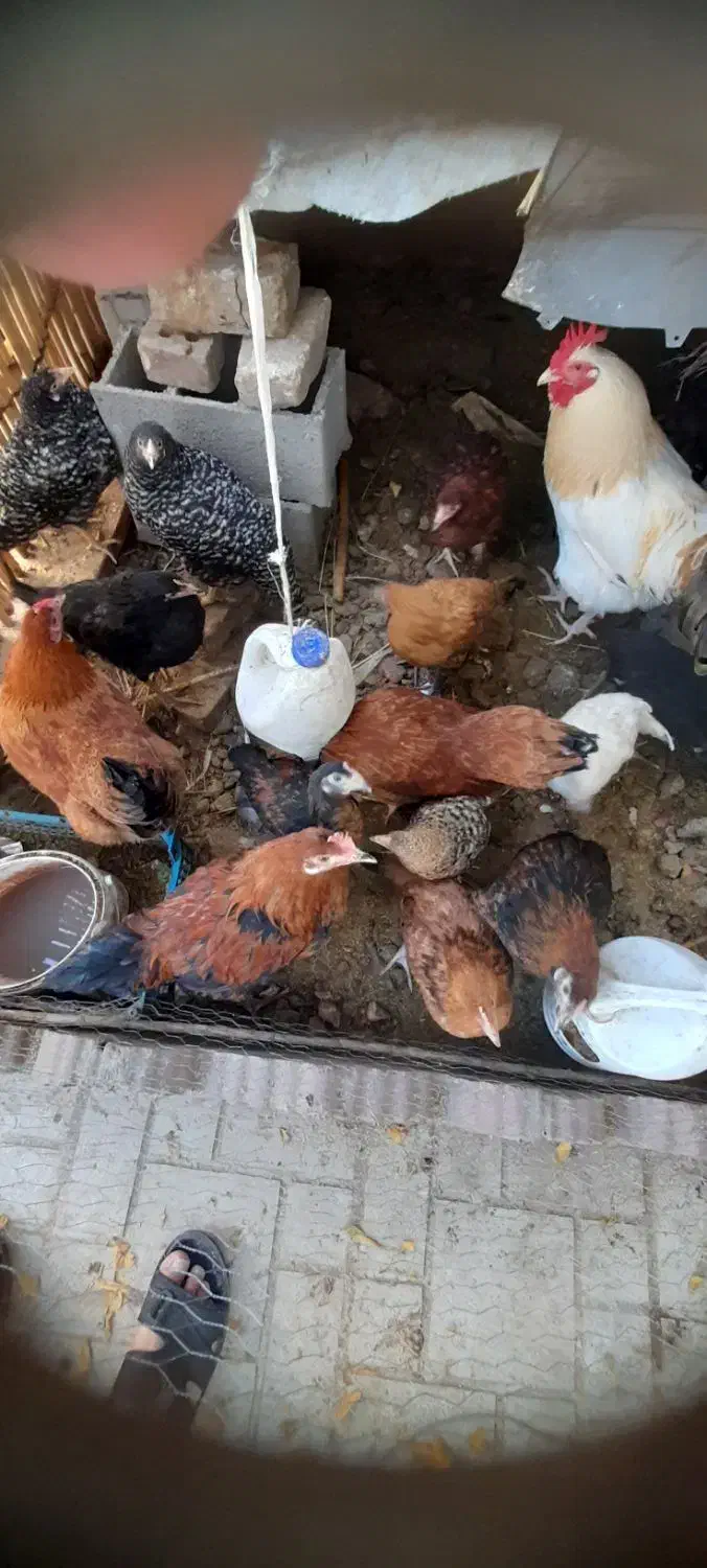 فروش فوری مرغ و نیمچه مرغ محلی از نژاد خوب|حیوانات مزرعه|گالیکش, |دیوار