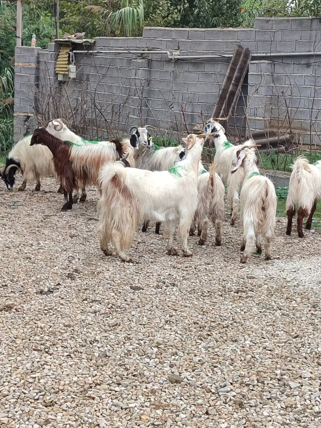 گوسفند زنده وبز آبستن وکشتاری درجه یک|حیوانات مزرعه|قائم‌شهر, |دیوار