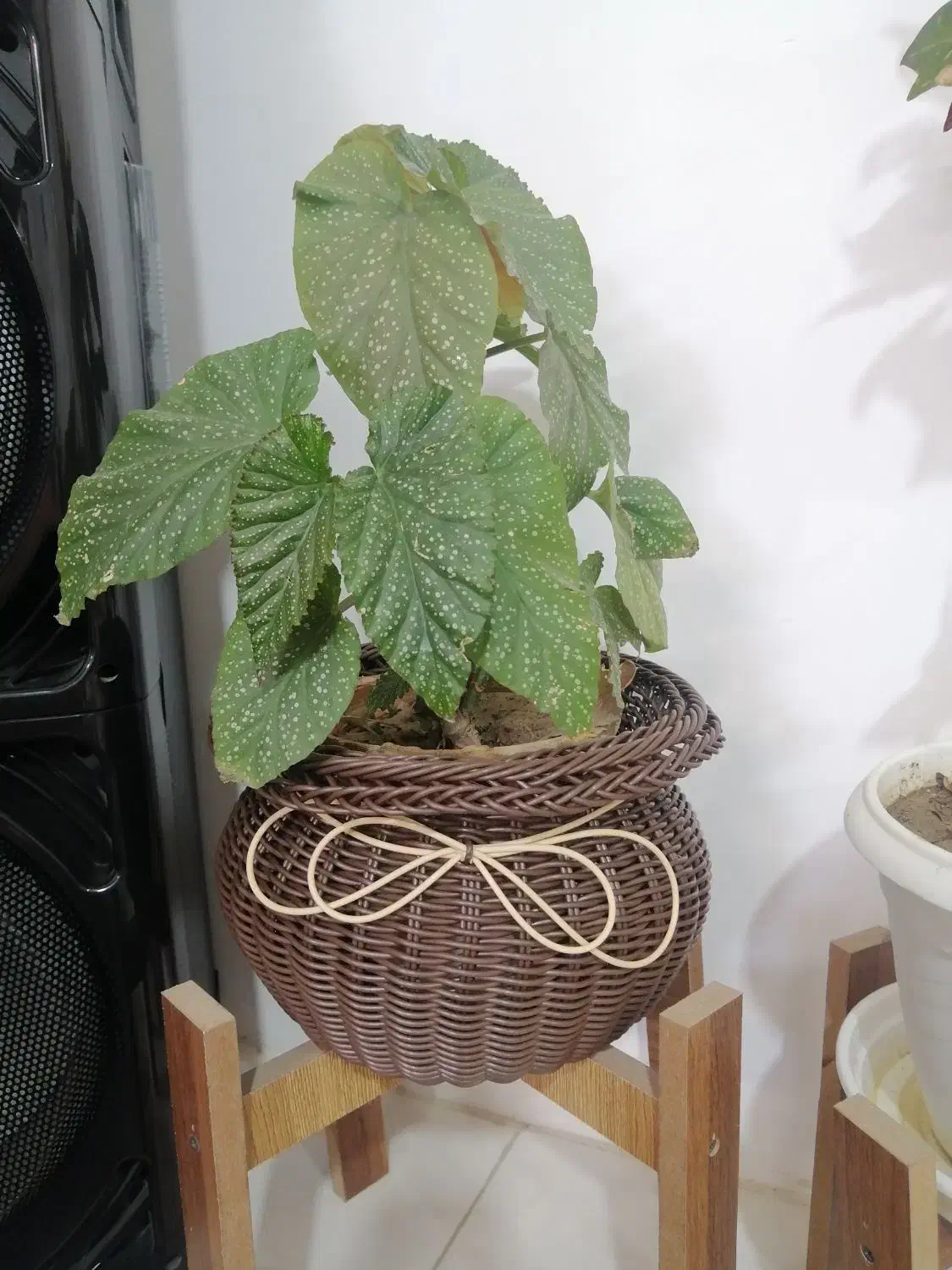 سبدهای دست بافت|صنایع دستی و سایر لوازم تزئینی|پیر بکران, |دیوار