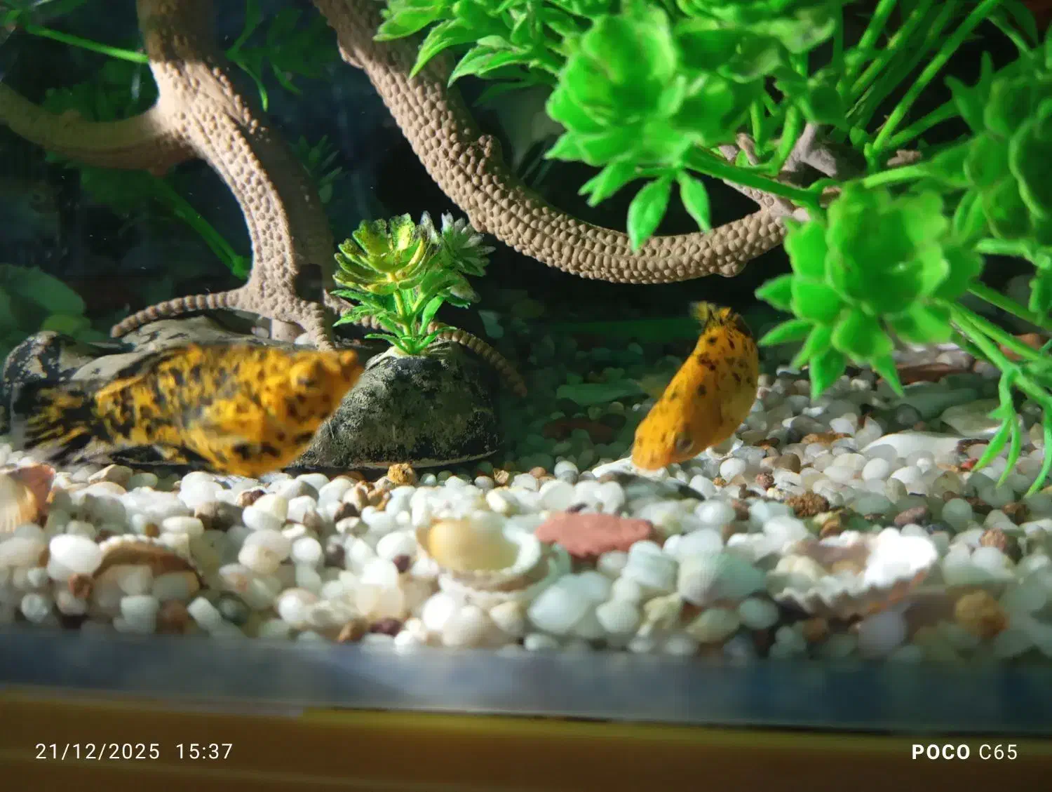 ماهی زینتی اکواریم|ماهی|هشتگرد, هشتگرد قدیم|دیوار