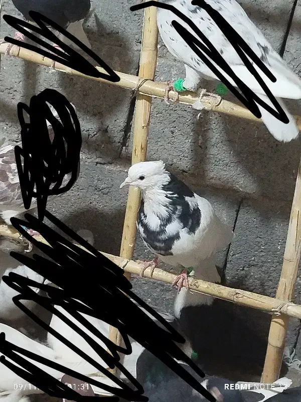 کبوتر پرشی|پرنده|جغتای, |دیوار