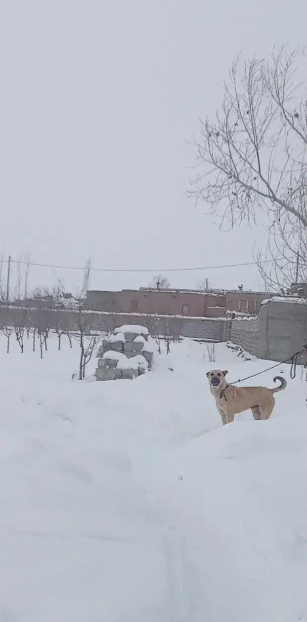 سگ سرابی|سگ|خواجه, |دیوار