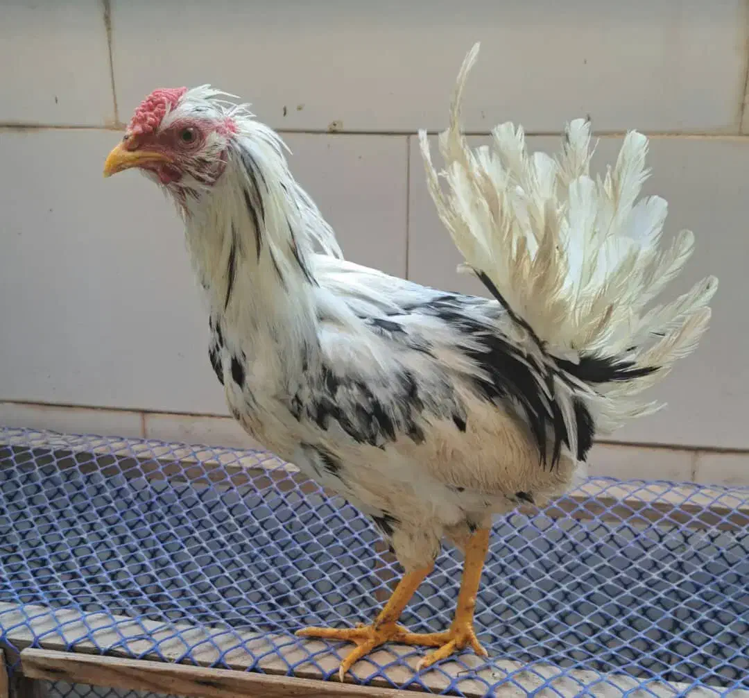 خروس گلین فول پنگوئنی ریشی چهل تاج|حیوانات مزرعه|برخوار, |دیوار