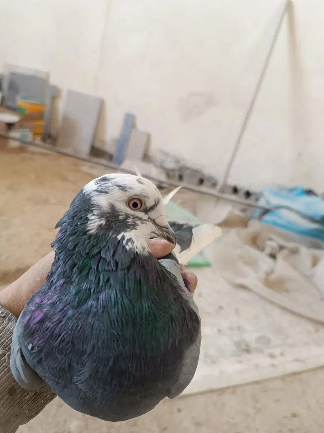 کفتر یا کبوتر|پرنده|قلعه نو, |دیوار