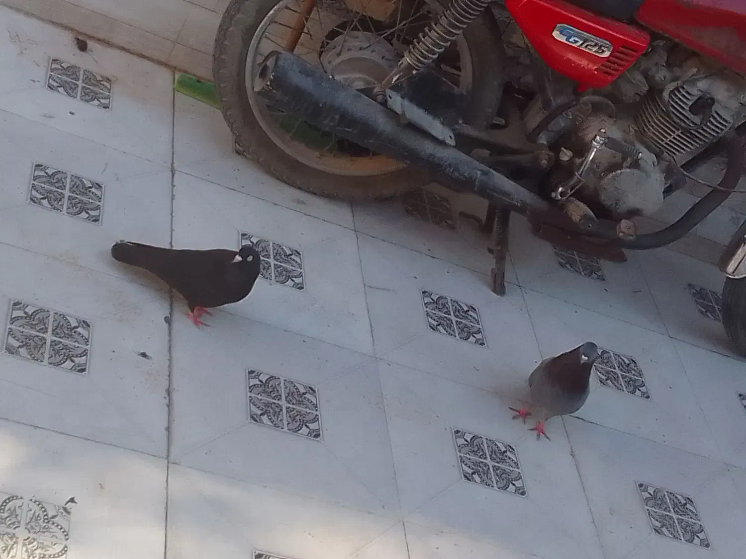 کبوتر رنگی|پرنده|خرمشهر, |دیوار