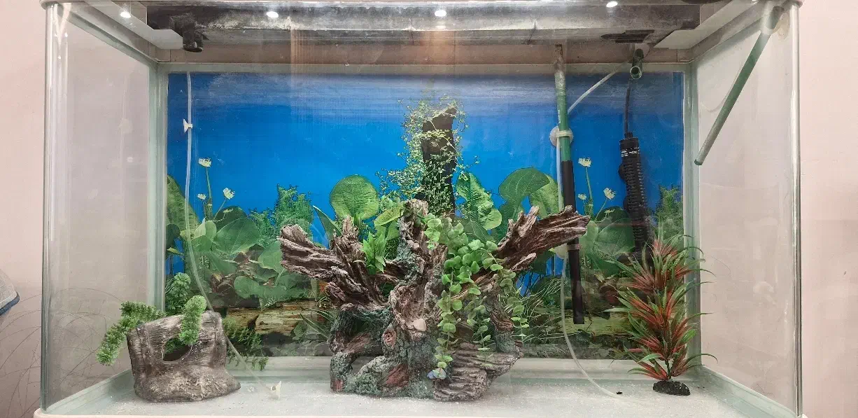 اکواریوم دلسا با پایه|ماهی|گرگان, |دیوار