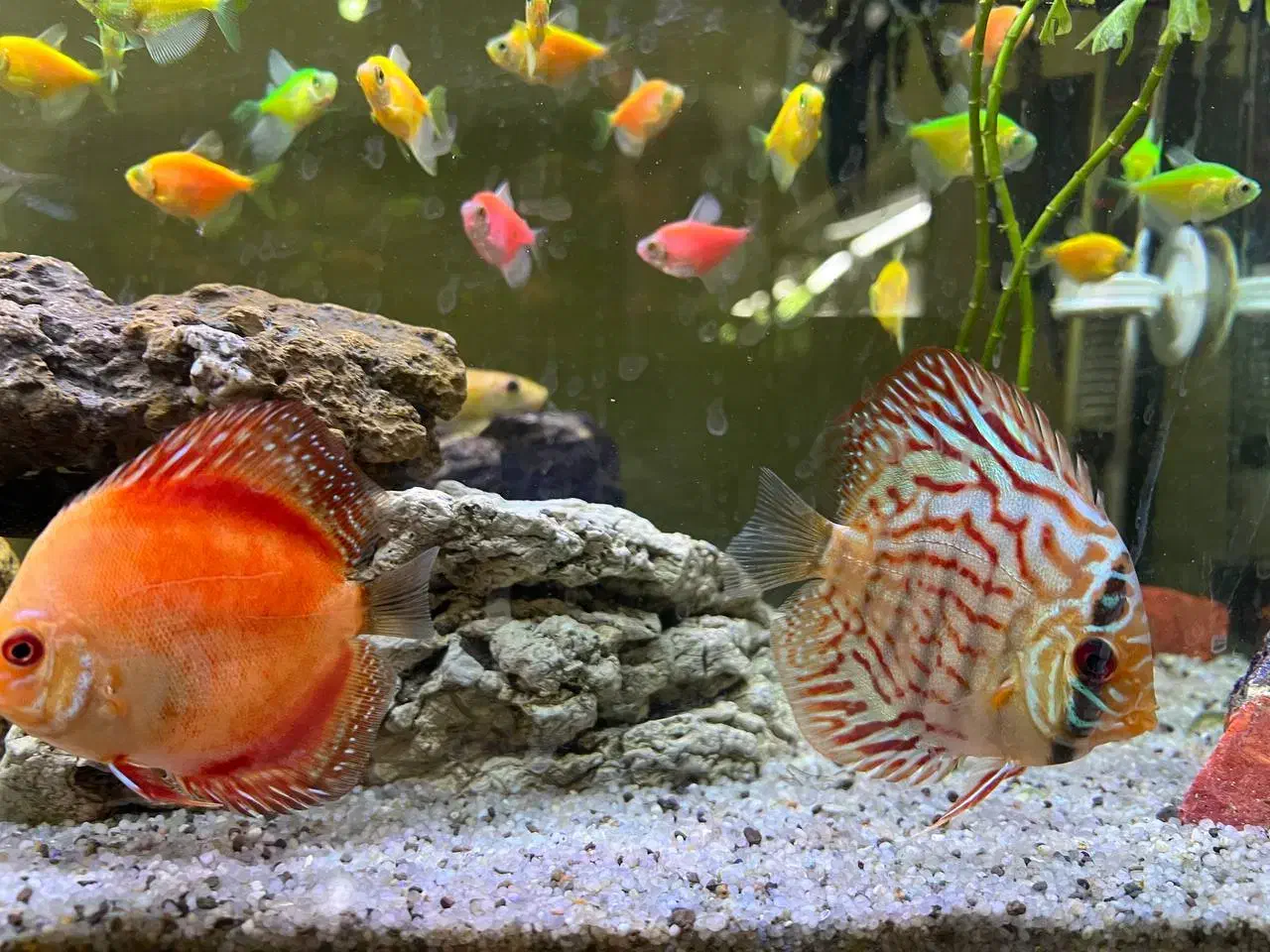 ماهی نمو یزد..آب شیرین|ماهی|یزد, |دیوار