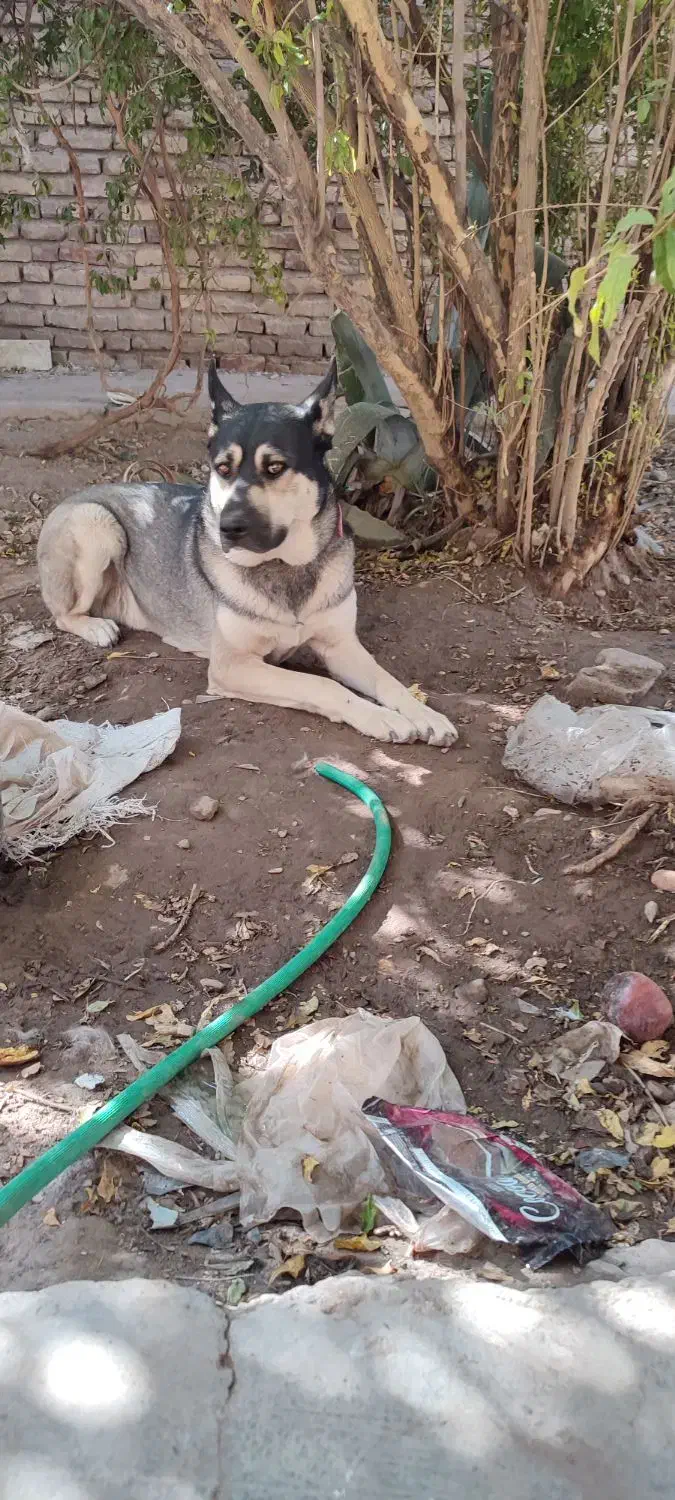 سگ دورگه نژاد افغان،هاسکی|سگ|کرمان, |دیوار