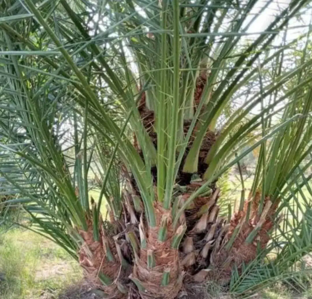 درخت نخل|گل و گیاه طبیعی|شادگان, |دیوار