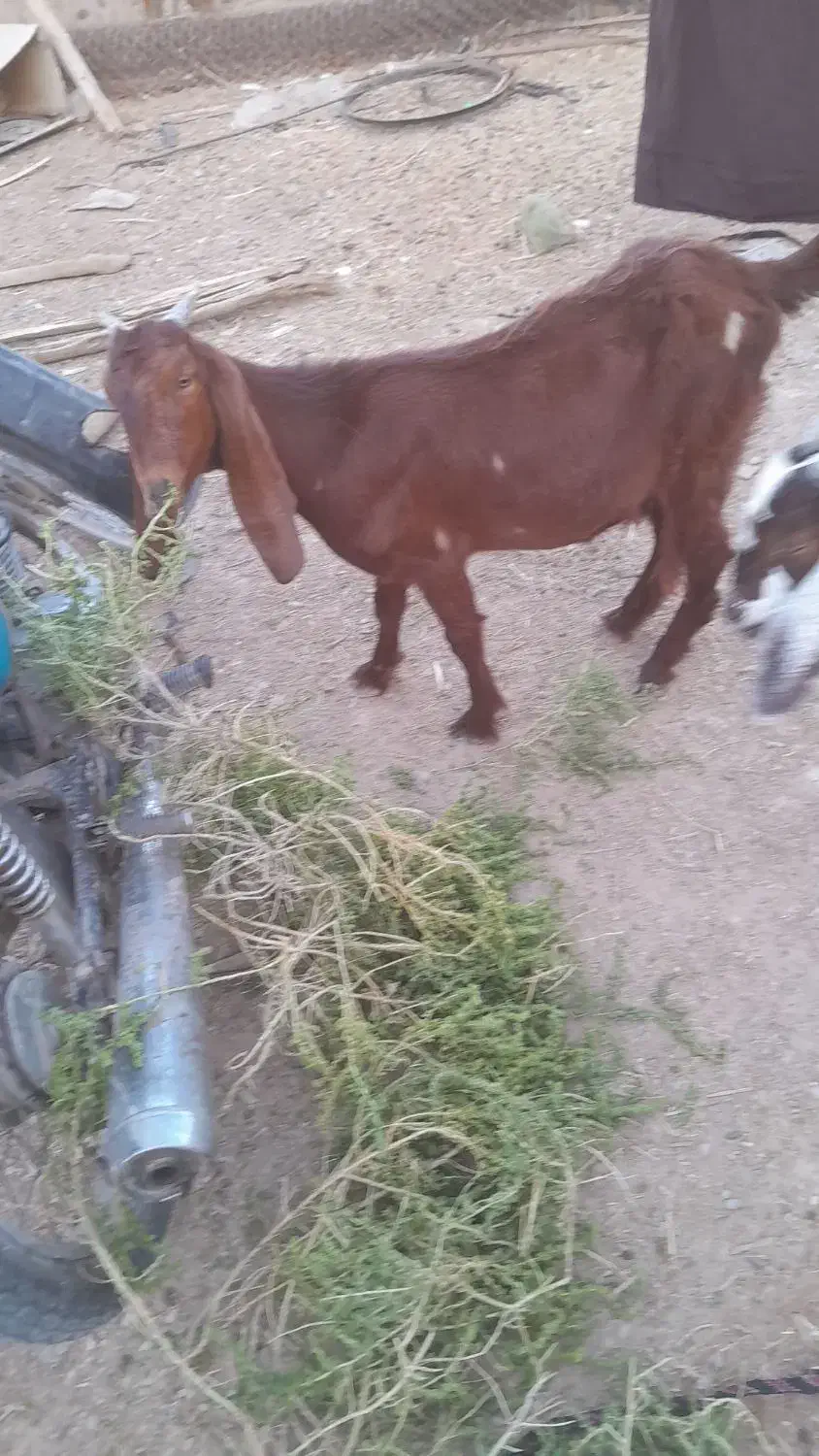 بز،نر وماده|حیوانات مزرعه|بندر ماهشهر, |دیوار