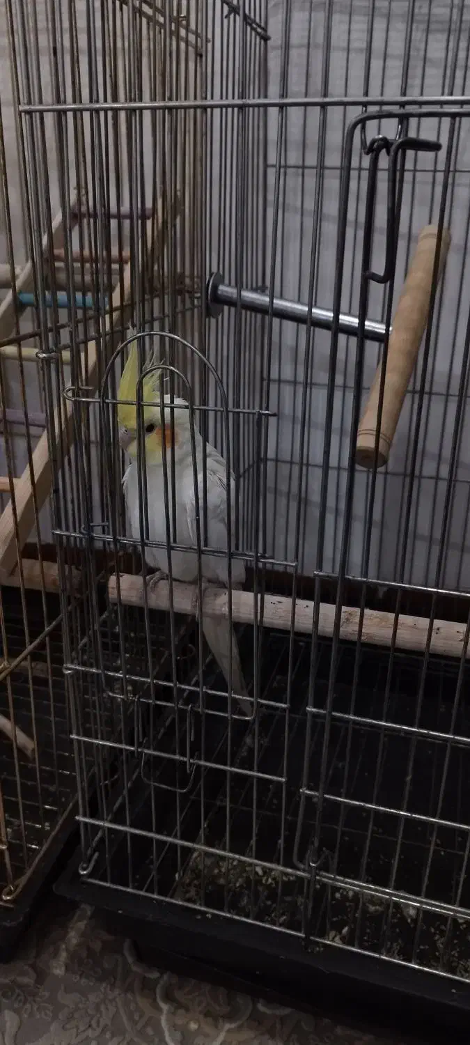 عروس هلندی نر|پرنده|ایلام, |دیوار