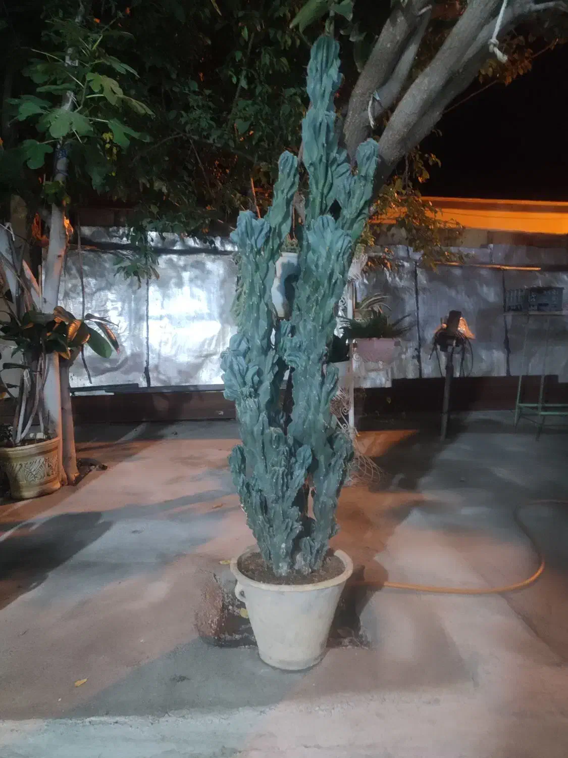 کاکتوس صخره‌ای|گل و گیاه طبیعی|شبستر, |دیوار