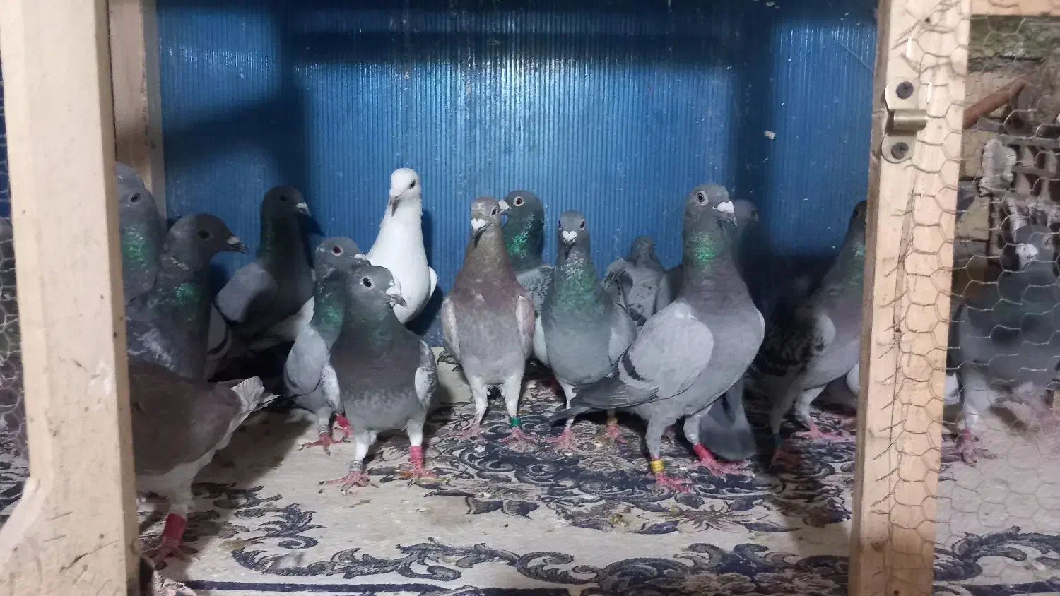 فروش  دسته ۲۰تایی پلاکی|پرنده|کاشمر, |دیوار