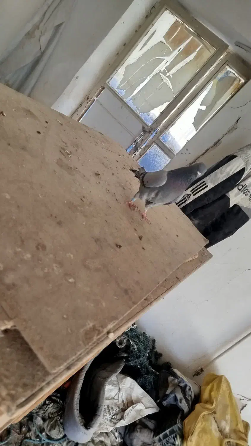 تیدی کله ای ترونی دمگیر اصفهانی|پرنده|برخوار, |دیوار