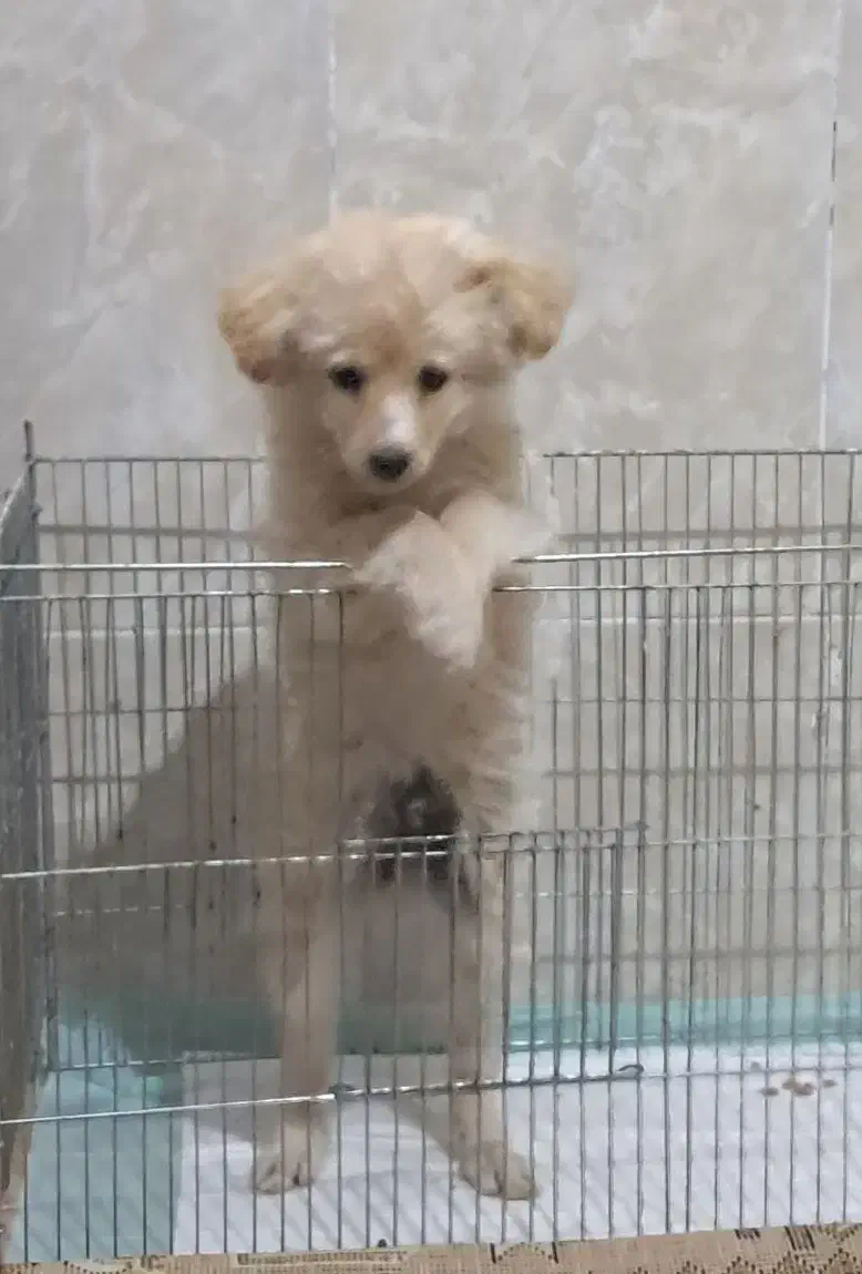 سگ،توله|سگ|رفسنجان, |دیوار