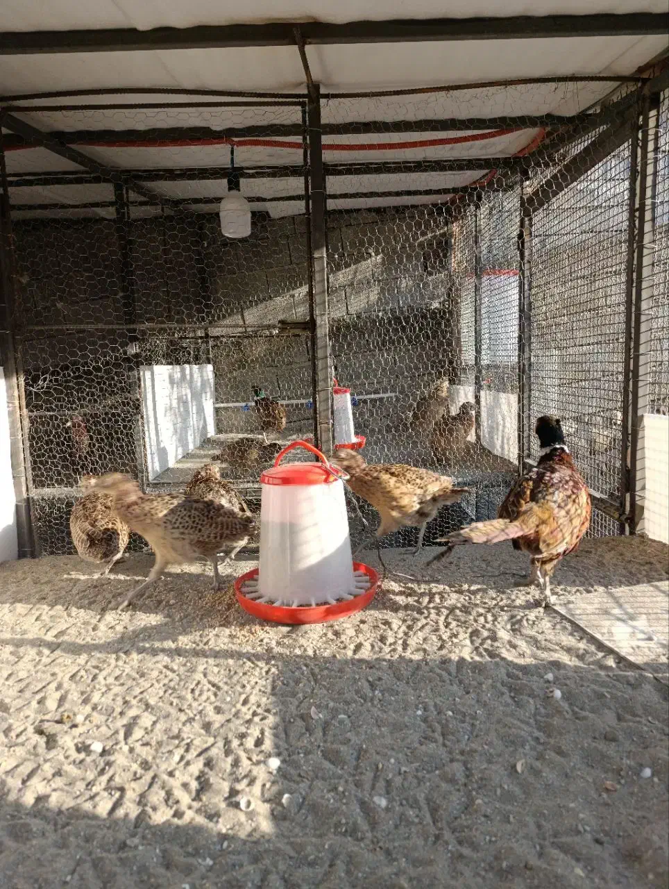 فروش مرغ و خروس آمریکایی|حیوانات مزرعه|چمستان, |دیوار