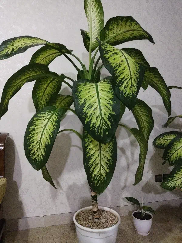 گل آپارتمانی دیفن باخیا|گل و گیاه طبیعی|اردبیل, |دیوار