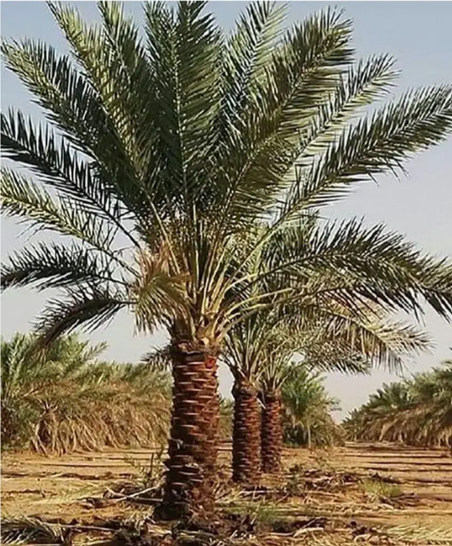 مجری در طرح کاشت نخل|خدمات باغبانی و درختکاری|بندرعباس, |دیوار